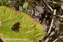 Zweifarbige Sandbiene (Andrena bicolor) (C320631) Zweifarbige Sandbiene (Andrena bicolor) (C320631)