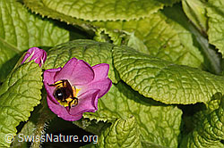 Zweifarbige Sandbiene (Andrena bicolor) an Stängellose Schlüsselblume (Primula acaulis) (C320632) Zweifarbige Sandbiene (Andrena bicolor) an Stängellose Schlüsselblume (Primula acaulis) (C320632)