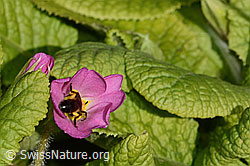 Zweifarbige Sandbiene (Andrena bicolor) an Stängellose Schlüsselblume (Primula acaulis) (C320634) Zweifarbige Sandbiene (Andrena bicolor) an Stängellose Schlüsselblume (Primula acaulis) (C320634)