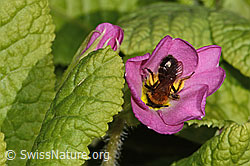 Zweifarbige Sandbiene (Andrena bicolor) an Stängellose Schlüsselblume (Primula acaulis) (C320635) Zweifarbige Sandbiene (Andrena bicolor) an Stängellose Schlüsselblume (Primula acaulis) (C320635)