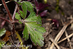 C320640: Balkan Windröschen (Anemone blanda)
