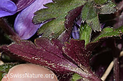 C320641: Balkan Windröschen (Anemone blanda)