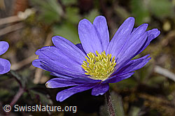 C320645: Balkan Windröschen (Anemone blanda)