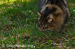 Hauskatze (Felis catus) (C320647)