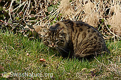 Hauskatze (Felis catus) (C320653)
