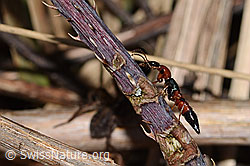 Uferkurzflügler (Paederus littoralis) (C320655)