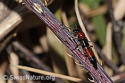 Uferkurzflügler (Paederus littoralis) (C320656)