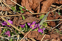 Stängellose Schlüsselblume (Primula acaulis)