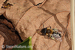 Zweifarbige Sandbiene (Andrena bicolor) (C320676) Zweifarbige Sandbiene (Andrena bicolor) (C320676)