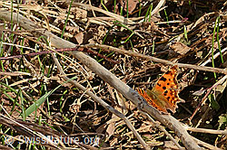 C-Falter (Polygonia c-album) (C320679)