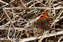 C-Falter (Polygonia c-album) (C320681)