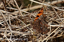 C-Falter (Polygonia c-album) (C320682)