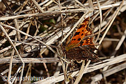 C-Falter (Polygonia c-album) (C320686)