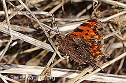 C-Falter (Polygonia c-album) (C320688)