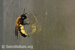 Zweifarbige Sandbiene (Andrena bicolor) (C320695) Zweifarbige Sandbiene (Andrena bicolor) (C320695)
