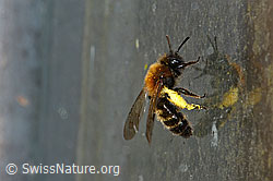 Zweifarbige Sandbiene (Andrena bicolor) (C320697) Zweifarbige Sandbiene (Andrena bicolor) (C320697)