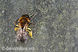 Zweifarbige Sandbiene (Andrena bicolor) (C320699) Zweifarbige Sandbiene (Andrena bicolor) (C320699)