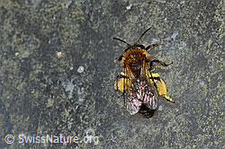 Zweifarbige Sandbiene (Andrena bicolor) (C320700) Zweifarbige Sandbiene (Andrena bicolor) (C320700)