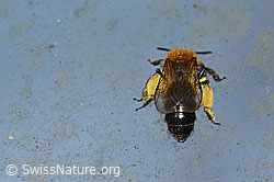 Zweifarbige Sandbiene (Andrena bicolor) (C320701) Zweifarbige Sandbiene (Andrena bicolor) (C320701)