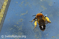 Zweifarbige Sandbiene (Andrena bicolor) (C320704) Zweifarbige Sandbiene (Andrena bicolor) (C320704)