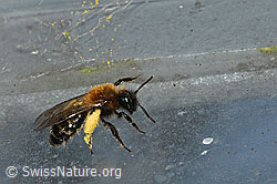 Zweifarbige Sandbiene (Andrena bicolor) (C320705) Zweifarbige Sandbiene (Andrena bicolor) (C320705)