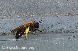 Zweifarbige Sandbiene (Andrena bicolor) (C320706) Zweifarbige Sandbiene (Andrena bicolor) (C320706)