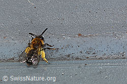 Zweifarbige Sandbiene (Andrena bicolor) (C320708) Zweifarbige Sandbiene (Andrena bicolor) (C320708)