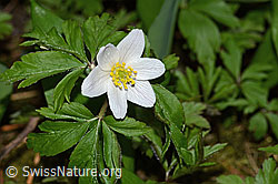 C320811: Buschwindröschen (Anemone nemorosa)