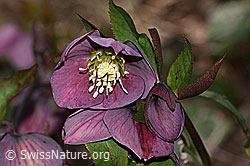 C320828: Östliche Nieswurz (Helleborus orientalis)