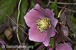 C320829: Östliche Nieswurz (Helleborus orientalis)
