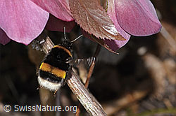 Bombus terrestris on Helleborus orientalis (C320840) Bombus terrestris on Helleborus orientalis (C320840)