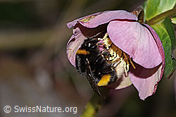 Dunkle Erdhummel (Bombus terrestris)<br/>Östliche Nieswurz (Helleborus orientalis)