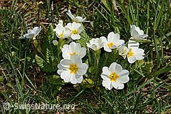 C320855: Stängellose Schlüsselblume (Primula acaulis)