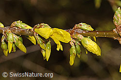 C320858: Forsythie (Forsythia)