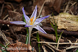 Crocus albiflorus (C320860)