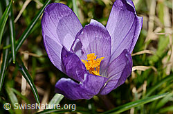 Crocus albiflorus (C320878)