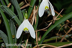 C320881: Schneeglöckchen (Galanthus nivalis)