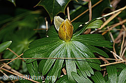 Winterling (Eranthis hyemalis) (C320882)