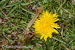 Taraxacum officinale (C320884)
