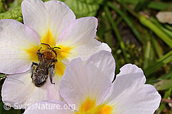 Zweifarbige Sandbiene (Andrena bicolor) an Stängellose Schlüsselblume (Primula acaulis) (C320889) Zweifarbige Sandbiene (Andrena bicolor) an Stängellose Schlüsselblume (Primula acaulis) (C320889)