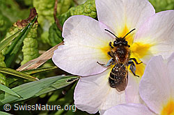 Zweifarbige Sandbiene (Andrena bicolor) an Stängellose Schlüsselblume (Primula acaulis) (C320890) Zweifarbige Sandbiene (Andrena bicolor) an Stängellose Schlüsselblume (Primula acaulis) (C320890)