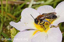 Zweifarbige Sandbiene (Andrena bicolor)