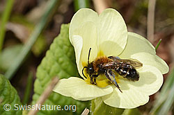Zweifarbige Sandbiene (Andrena bicolor) an Stängellose Schlüsselblume (Primula acaulis) (C320894) Zweifarbige Sandbiene (Andrena bicolor) an Stängellose Schlüsselblume (Primula acaulis) (C320894)