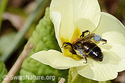 Zweifarbige Sandbiene (Andrena bicolor) an Stängellose Schlüsselblume (Primula acaulis) (C320896) Zweifarbige Sandbiene (Andrena bicolor) an Stängellose Schlüsselblume (Primula acaulis) (C320896)
