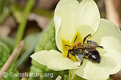 Zweifarbige Sandbiene (Andrena bicolor) an Stängellose Schlüsselblume (Primula acaulis) (C320899) Zweifarbige Sandbiene (Andrena bicolor) an Stängellose Schlüsselblume (Primula acaulis) (C320899)