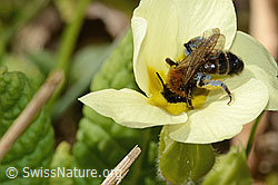 Zweifarbige Sandbiene (Andrena bicolor) an Stängellose Schlüsselblume (Primula acaulis) (C320901) Zweifarbige Sandbiene (Andrena bicolor) an Stängellose Schlüsselblume (Primula acaulis) (C320901)