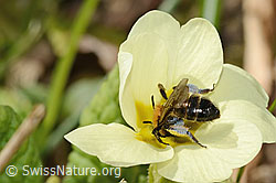 Zweifarbige Sandbiene (Andrena bicolor) an Stängellose Schlüsselblume (Primula acaulis) (C320904) Zweifarbige Sandbiene (Andrena bicolor) an Stängellose Schlüsselblume (Primula acaulis) (C320904)