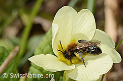 Zweifarbige Sandbiene (Andrena bicolor) an Stängellose Schlüsselblume (Primula acaulis) (C320906) Zweifarbige Sandbiene (Andrena bicolor) an Stängellose Schlüsselblume (Primula acaulis) (C320906)