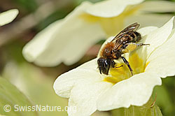 Zweifarbige Sandbiene (Andrena bicolor) an Stängellose Schlüsselblume (Primula acaulis) (C320914) Zweifarbige Sandbiene (Andrena bicolor) an Stängellose Schlüsselblume (Primula acaulis) (C320914)