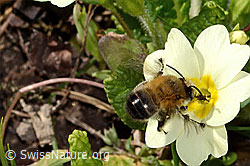 Frühlings-Pelzbiene (Anthophora plumipes)<br/>Stängellose Schlüsselblume (Primula acaulis)